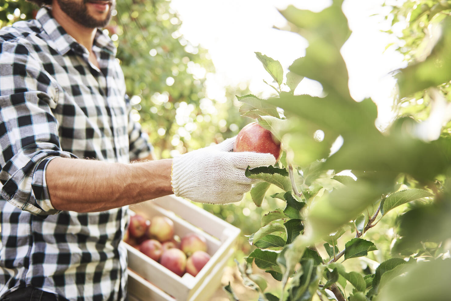 Fruit grower harvesting apples in orchard