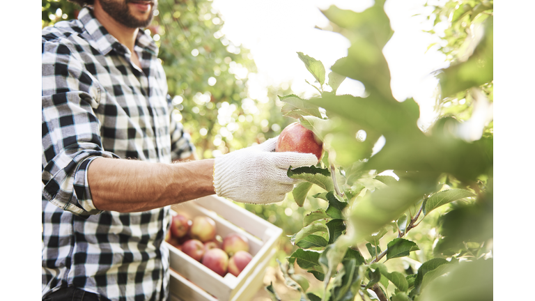 Fruit grower harvesting apples in orchard