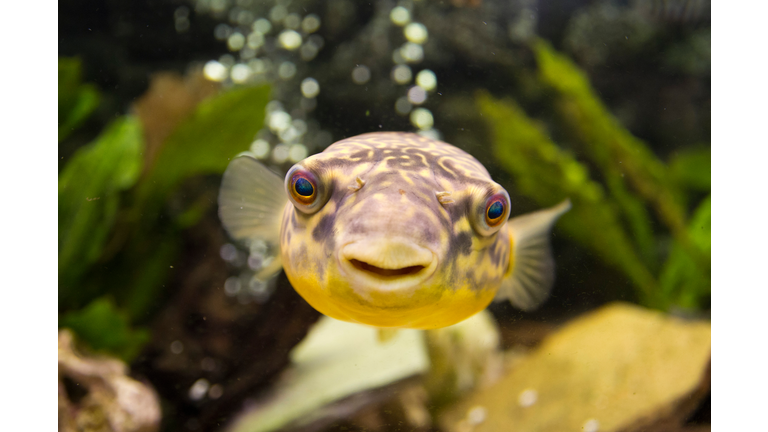 Close-Up Portrait Of Puffer Fish Swimming In Sea