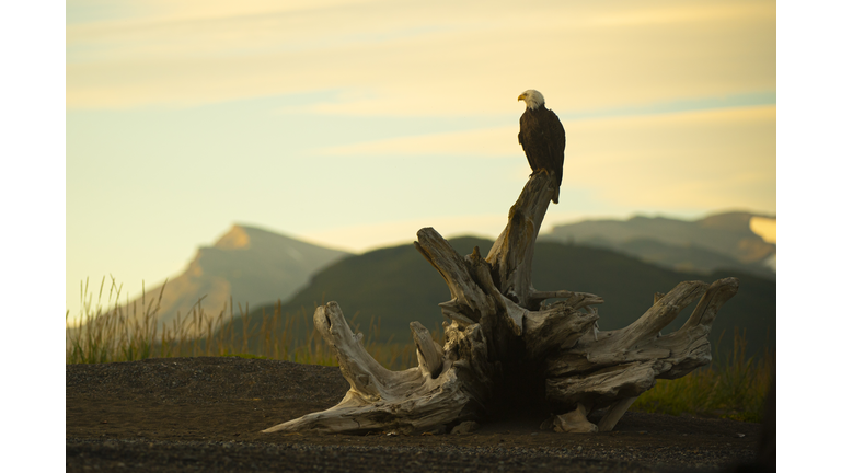 A bald eagle perches on driftwood at sunset along the banks of Cook Inlet in Alaska