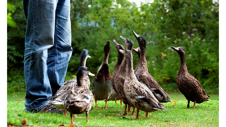 Feeding  ducks