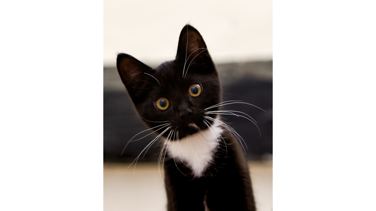 Tuxedo Kitten Stare