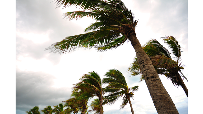 Palm tree at the hurricane