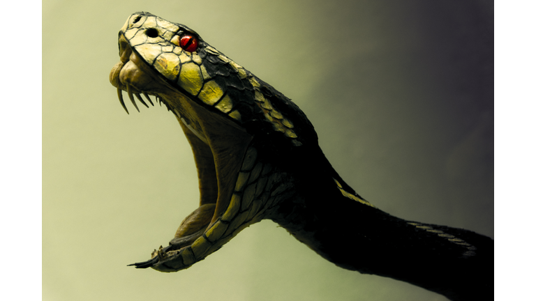 Close-Up Of Snake With Mouth Open