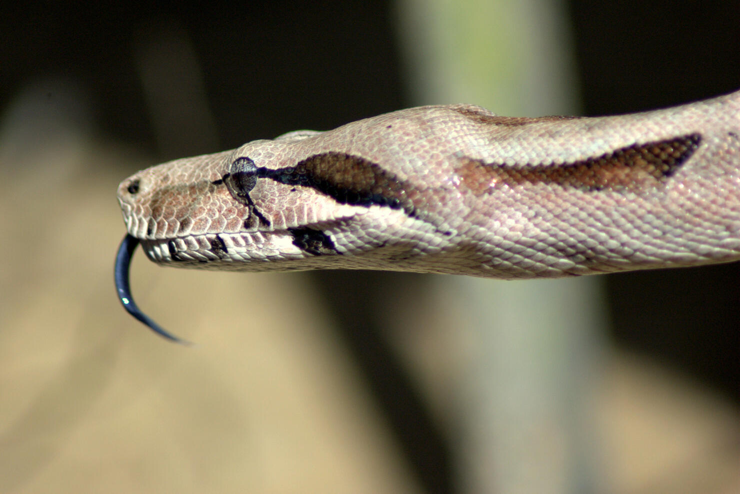 Jiboia -  (Boa constrictor)