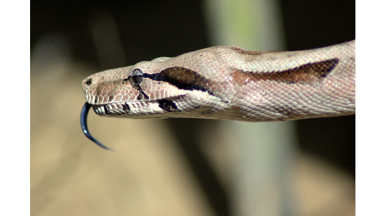 Jiboia -  (Boa constrictor)