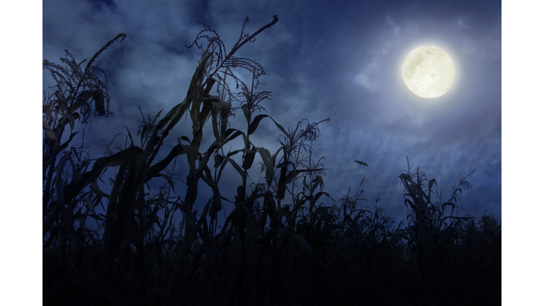 Cornfield at Night