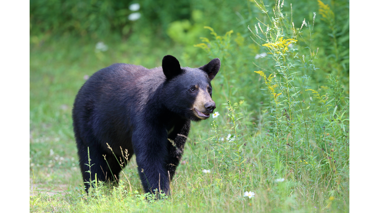 Bear Aware