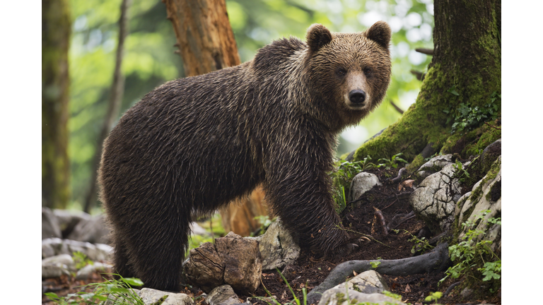 Wet bear in the forest