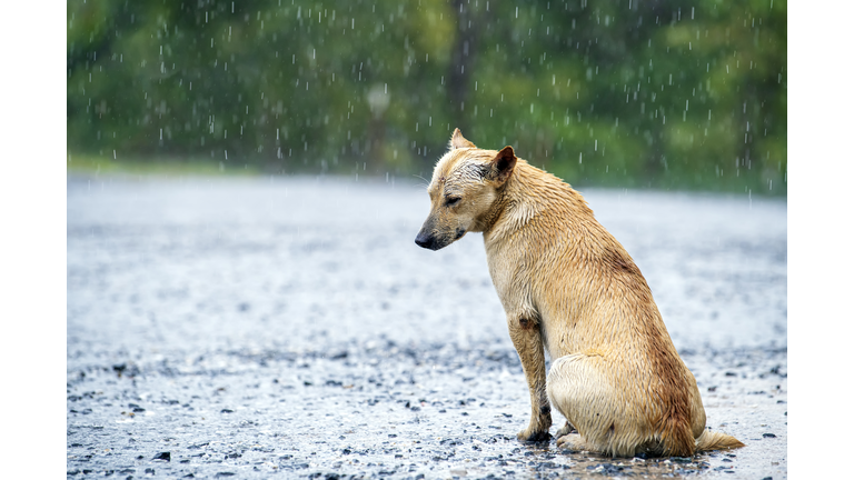 Stray Dog getting wet in rain on country road.