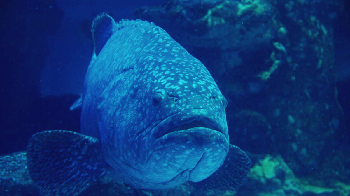 After 30 Years You Can Now Catch Goliath Grouper In Florida | Real ...