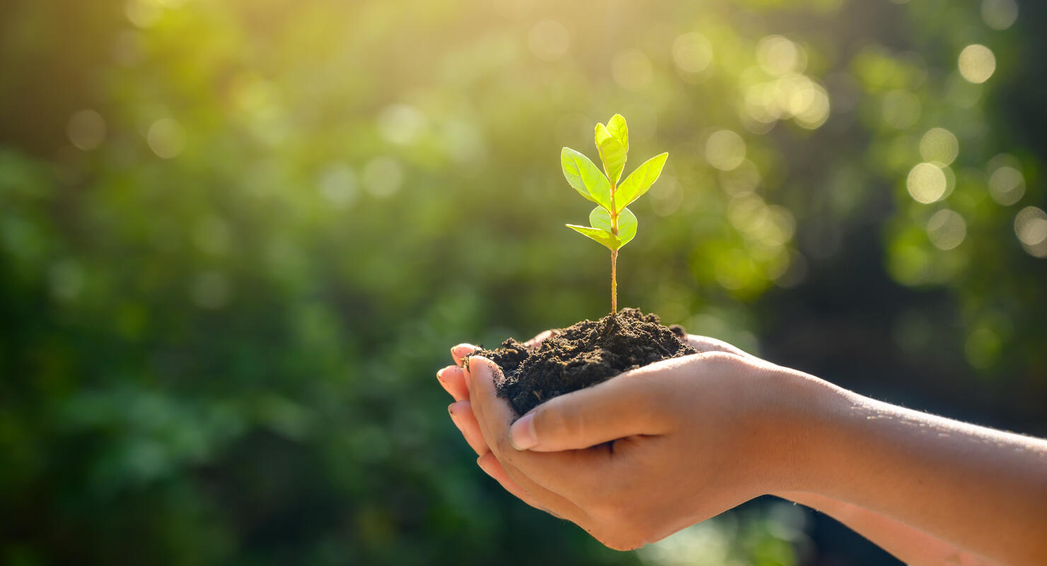 environment Earth Day In the hands of trees growing seedlings. Bokeh green Background Female hand holding tree on nature field grass Forest conservation concept