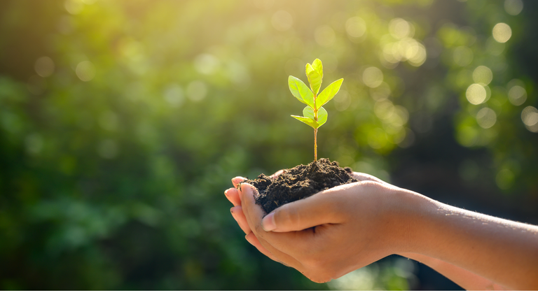 environment Earth Day In the hands of trees growing seedlings. Bokeh green Background Female hand holding tree on nature field grass Forest conservation concept