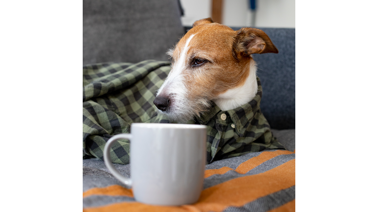 A sleepy Parson Terrier dog wearing a checked shirt sitting on a sofa with a cup of coffee