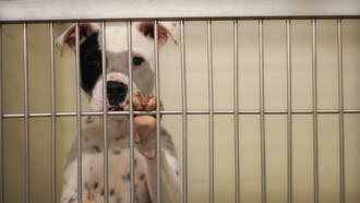 What to do if you lose a pet in the Bryan County tornado