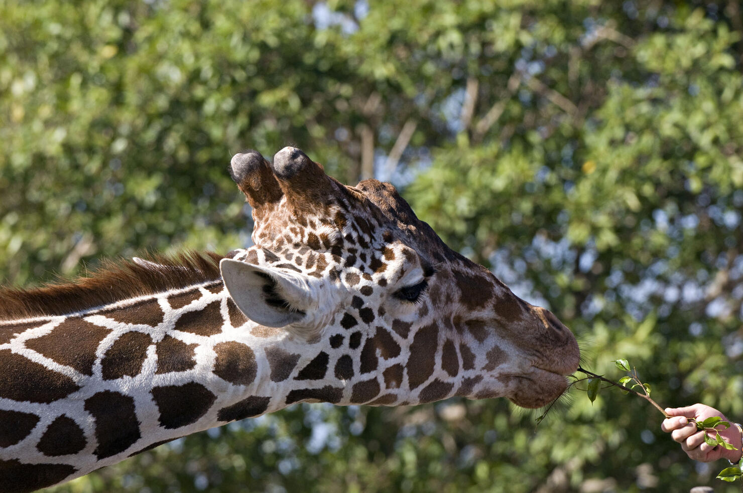 Reticulated Giraffe, Giraffa camelopardalis reticulata, being fed at Miami Metro Zoo, Florida, USA. Polygonous browsers that feed on acacias and other thorny trees and bushes.