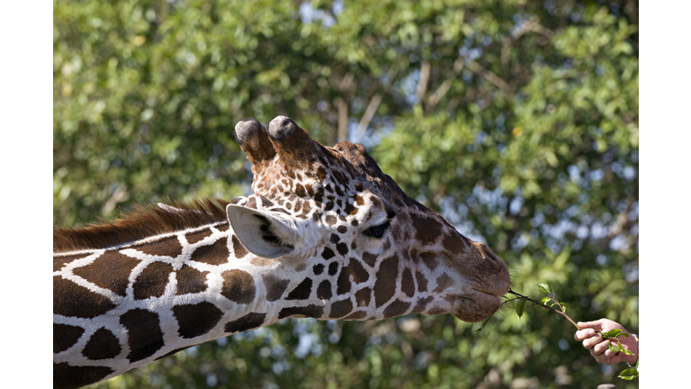 Reticulated Giraffe, Giraffa camelopardalis reticulata, being fed at Miami Metro Zoo, Florida, USA. Polygonous browsers that feed on acacias and other thorny trees and bushes.