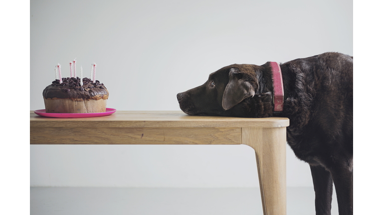 Dog eyeing up a Birthday Cake