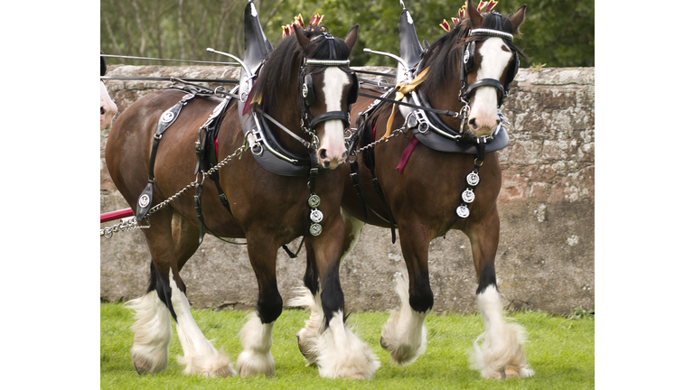 Clydesdale Horses in full tack