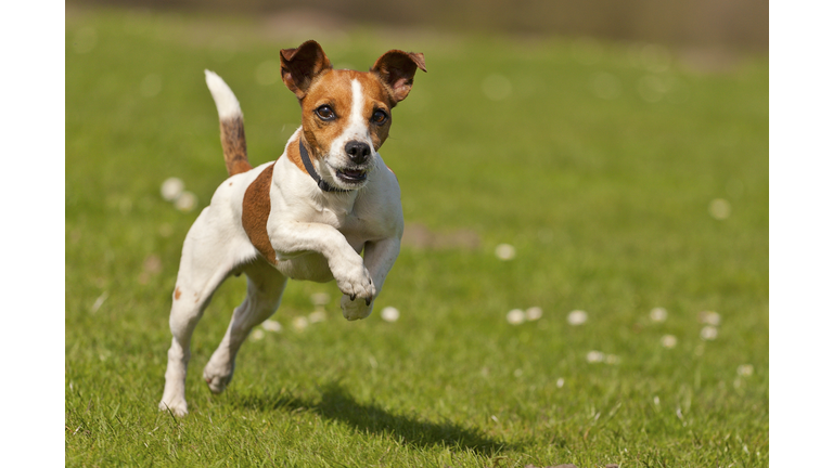 Jack Russel jumping