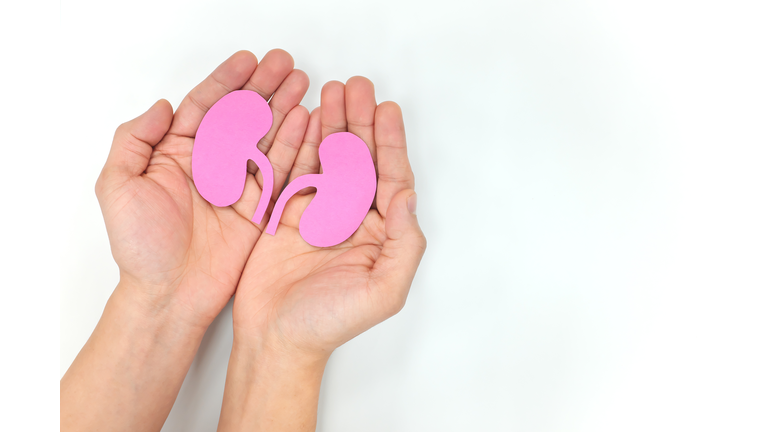 Hands holding a pair of healthy kidneys in white background