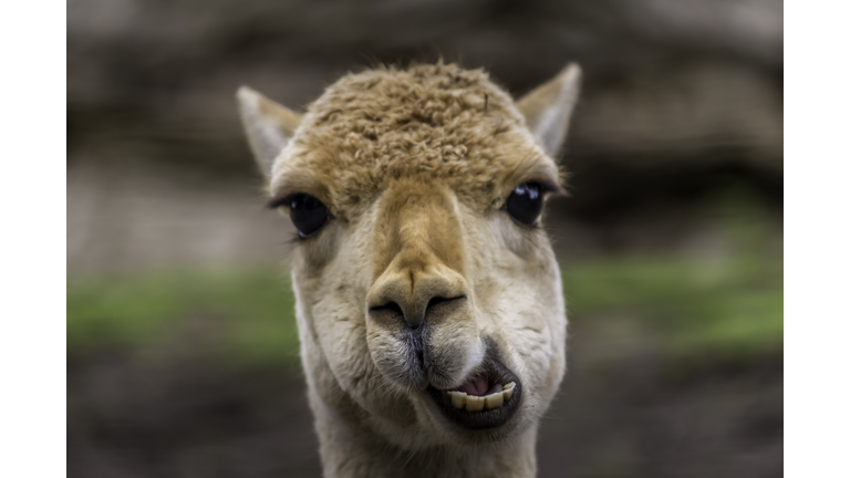 Close-Up Portrait Of Llama