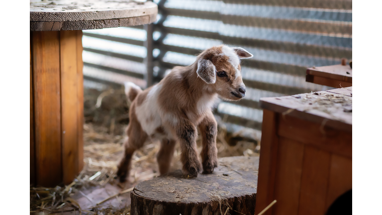 whole body view of a newborn baby goat in a pen