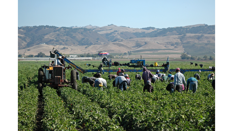 farm workers harvesting yellow peppers in California