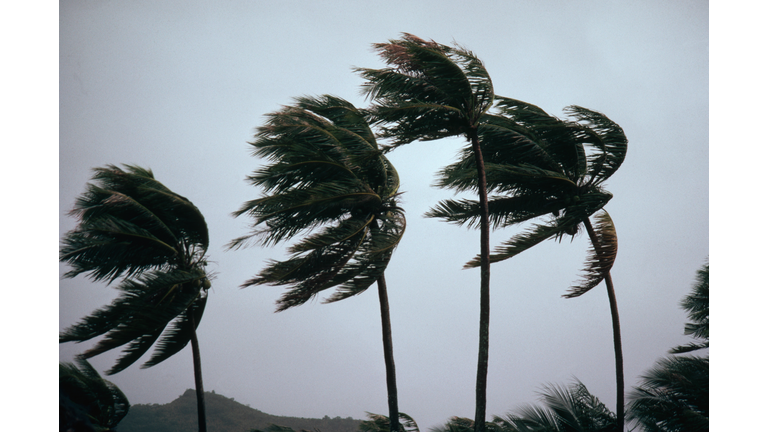 Typhoon Winds Blowing Coastal Palms