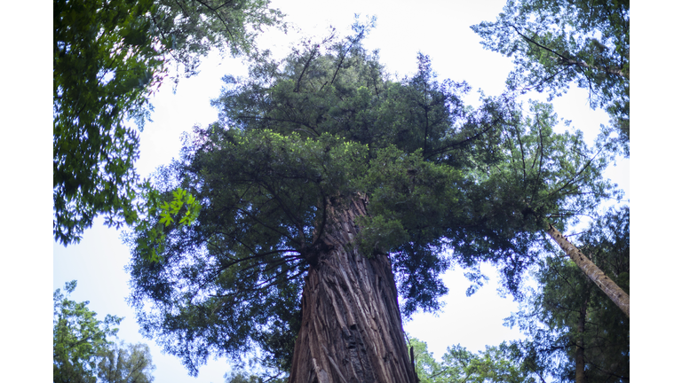 Looking up at redwood tree