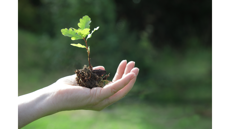 Hand holding oak tree seedling