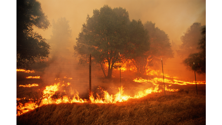 Forest fire