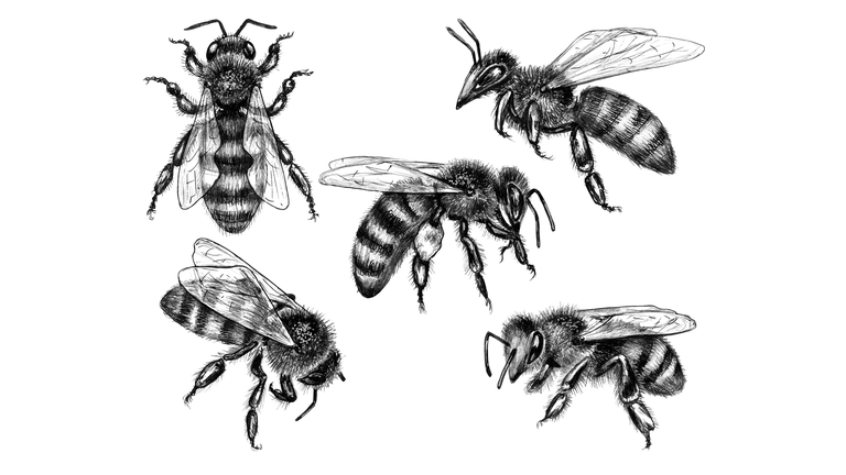 Hand Drawn Flying and Sitting Bees