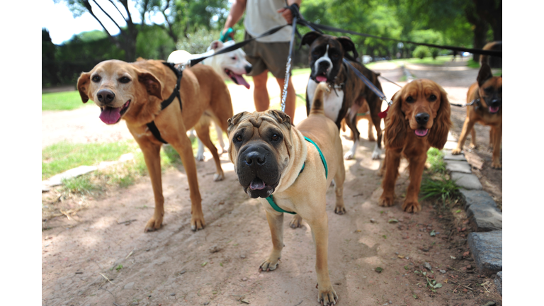 Dog walker in Buenos Aires