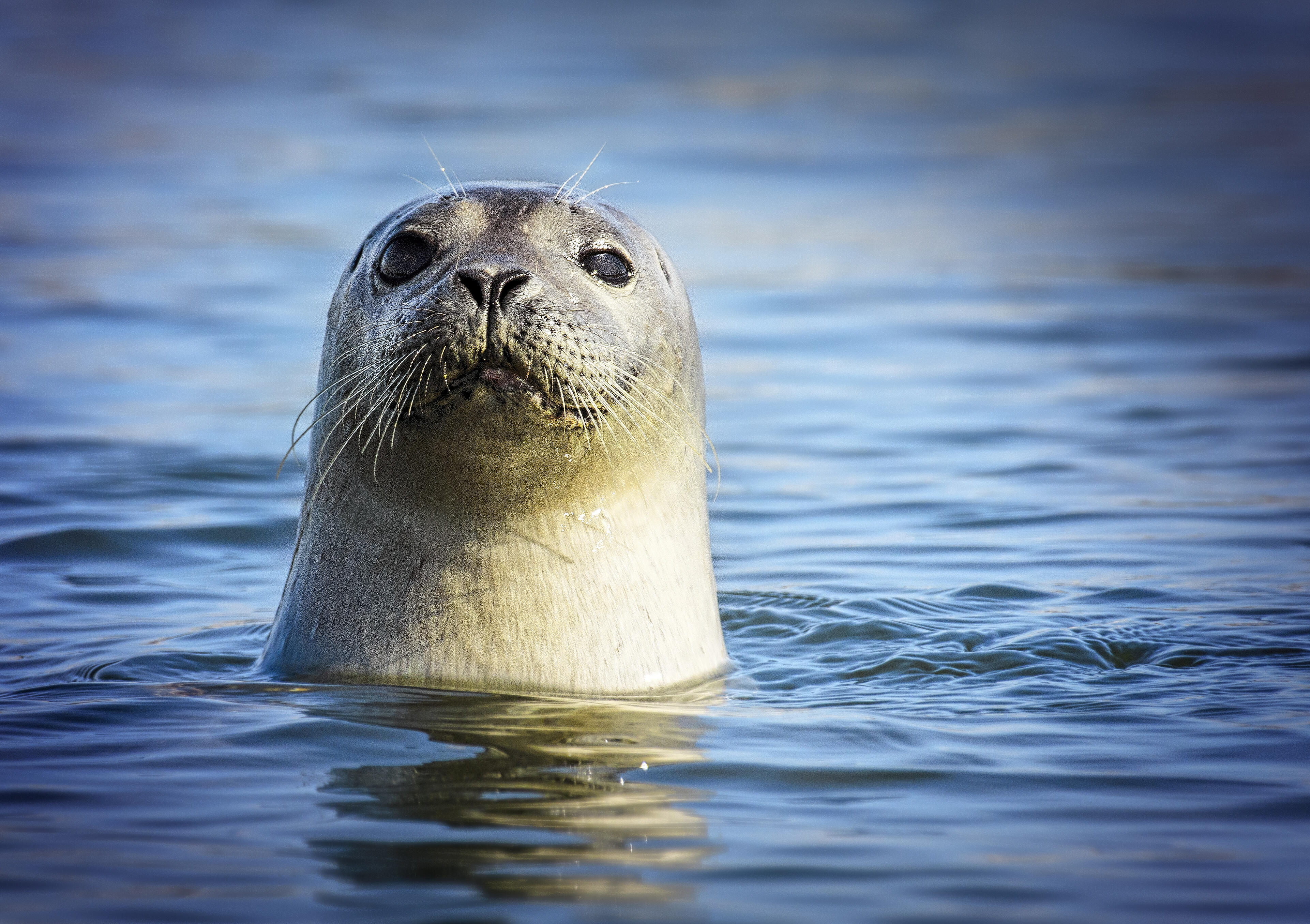 California Man Stranded In The Pacific Ocean Saved By Harbor Seal | iHeart