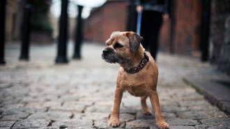 STRAYS: WILL FERRELL STARRING AS A DOG