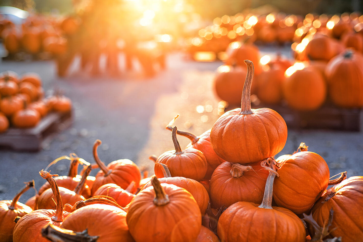 6 Atlanta Pumpkin Patches You Need To Visit This Fall iHeart