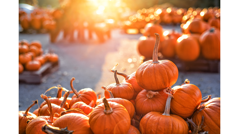 Pumpkins on pumpkin patch