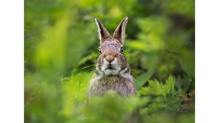 Portrait of a Rabbit