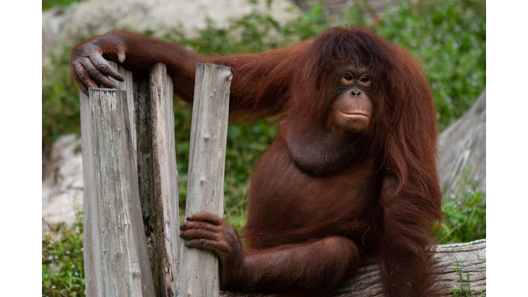 Orangutan (Pongo abelii)