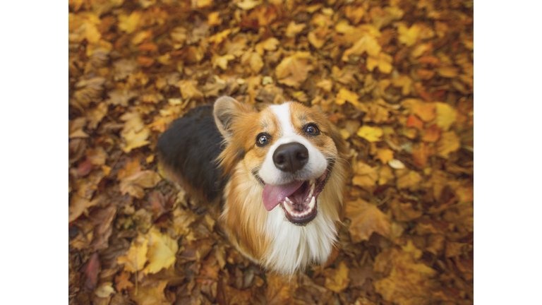 Corgi in the fall