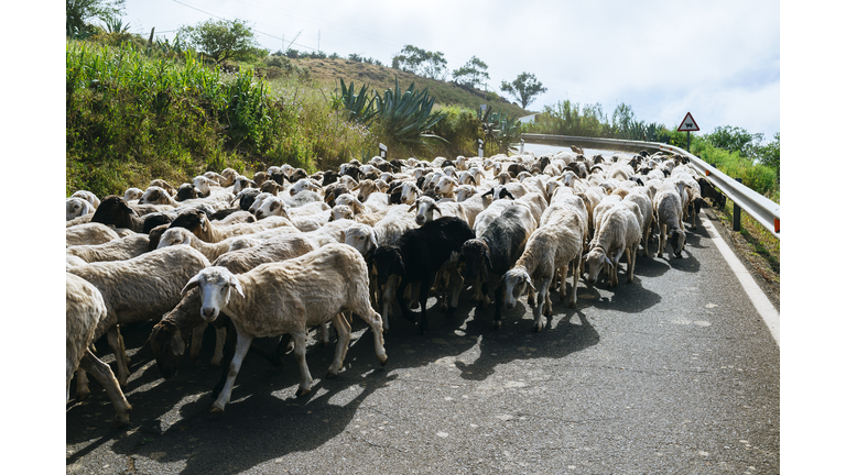 Herd of goats on the road