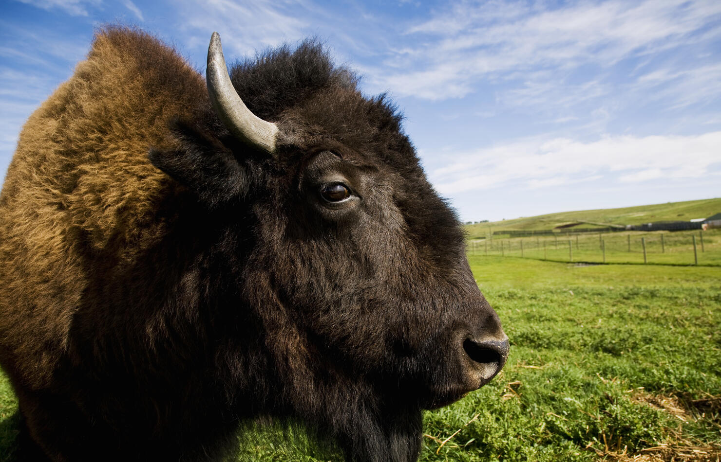 Female Bison on farm, close-up