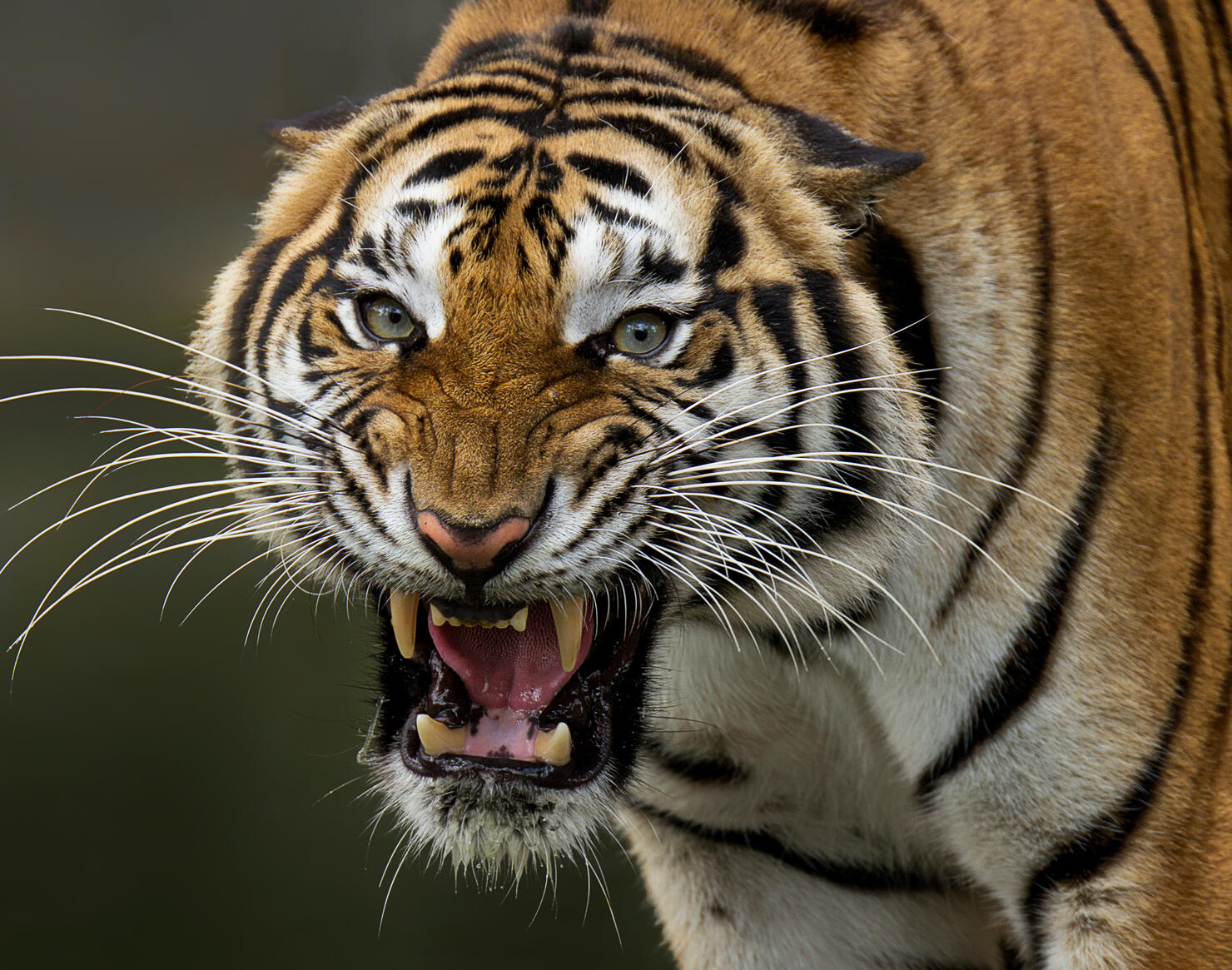 Close-Up Portrait Of Tiger Roaring