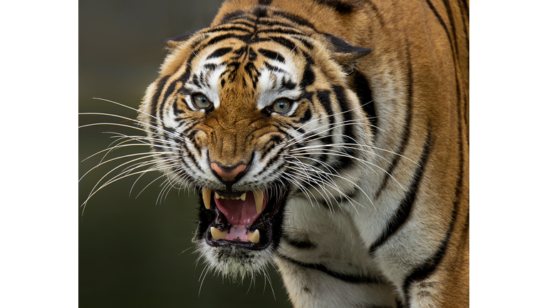 Close-Up Portrait Of Tiger Roaring
