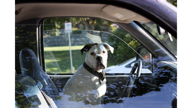 Dog on driver's seat