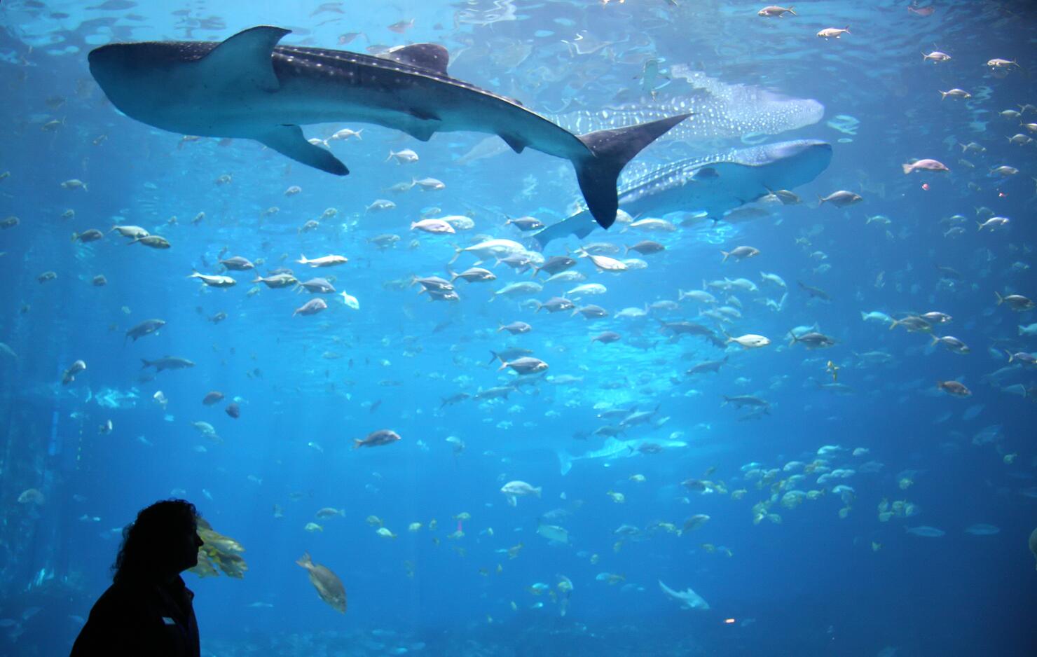 Whale shark in giant aquarium tank