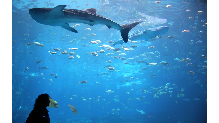 Whale shark in giant aquarium tank