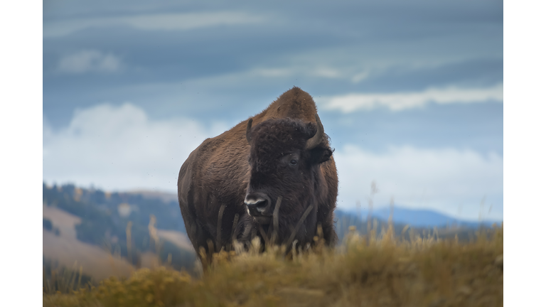 Bison Grazing On Field Against Sky