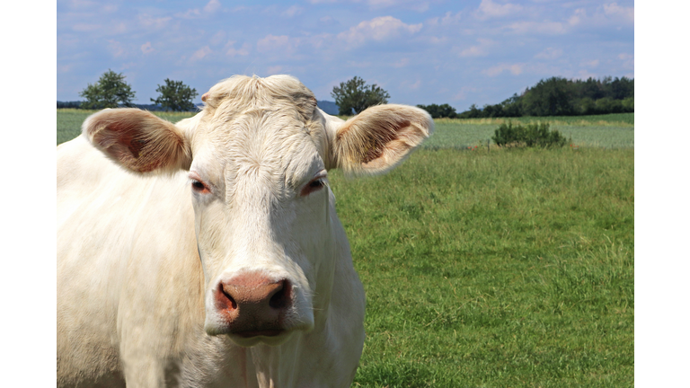 portrait of a white Charolais cattle